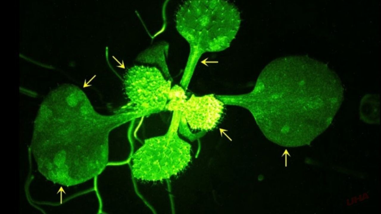 Bilim tarihinde bir ilk: Bitkilerin iletişim ağı keşfedildi!