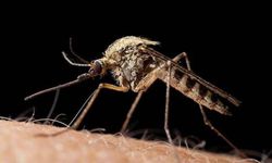 Bilim insanları uyardı: Küresel ısınma sivrisinekleri daha ölümcül hale getirdi!