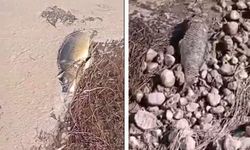 Fırat Nehri’nde korkunç iddia: Ölü balıklar…
