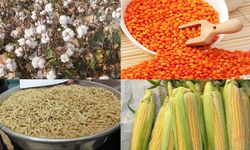 Şanlıurfa’da tahıl fiyatları açıklandı! Pamuk’ta rekor artış devam ediyor