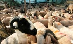 Kırmızı Et Üreticileri Birliği kurbanlık fiyatlarını açıkladı