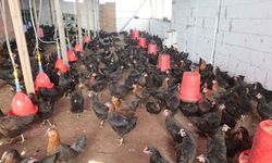 Tavuk eti ve yumurta fiyatları düşecek mi? TÜİK, kümes hayvancılığı üretim istatistiklerini açıkladı
