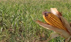Şanlıurfa'da mısır üretimi zirvede! Vali Şıldak: Bereketli bir sezon diliyorum