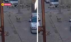 Başıboş köpekler Şanlıurfa'da çocukları tehdit ediyor: Okul yolu kabusa dönüyor!