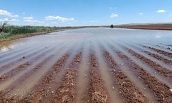 Şanlıurfa’da hasat bekleyen çiftçilere şok! DSİ kanalı patladı, tarlalar göle döndü