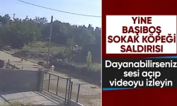 Başıboş köpeklerin saldırısına uğrayan kadının çığlıkları sokağı inletti