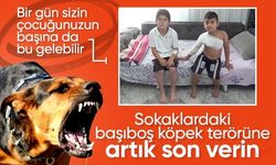 2 kardeşe başıboş sokak köpekleri saldırdı