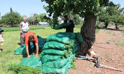 Kilis'te çiftçiler sıcak havaya rağmen üretime katkı sağlıyor