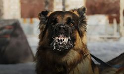 Şanlıurfa’da sokak köpekleri gündemden düşmüyor! Küçük kıza saldırıp hastanelik ettiler