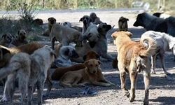 Şanlıurfa’da Başıboş Köpekler Şehir Merkezinde Dehşet Saçtı!