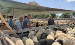 Şanlıurfa’daki marketlerde kurbanlık fiyatları belli oldu mu?