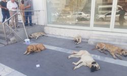 ŞANLIURFA’DA BAŞI BOŞ KÖPEKLER KALDIRIMLARI İŞGAL ETTİ