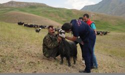 Veteriner hekimlerden Faraşin Yaylası'ndaki sürülere sağlık hizmeti