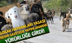 Sokak hayvanları yasası Resmi Gazete'de yayımlanarak yürürlüğe girdi!