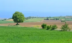 Bunları bilmeden asla arazi ve arsa almayın! Paranız bir anda pul olmasın