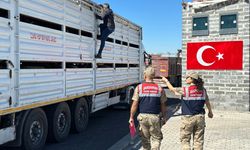 Diyarbakır'da jandarmadan veteriner sağlık raporu bulunmayan hayvanlara yönelik denetim