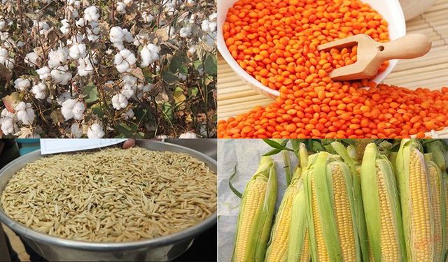 Şanlıurfa’da tahıl fiyatları açıklandı! Pamuktaki düşüş devam ediyor