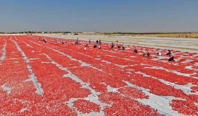 Diyarbakır'da bu yıl yaklaşık 35 bin ton kurutulmuş domates üretimi hedefleniyor