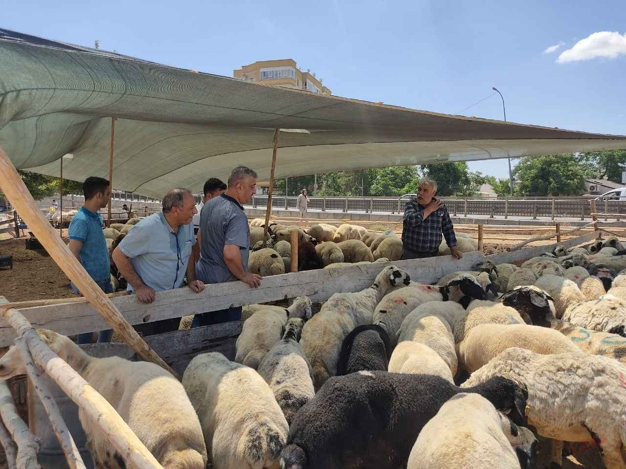 açıkladı 2024 kurban kesim bedeli ne kadar? Şanlıurfa